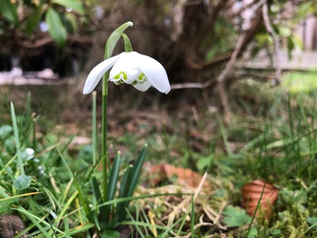 Close up image of a snowdrop