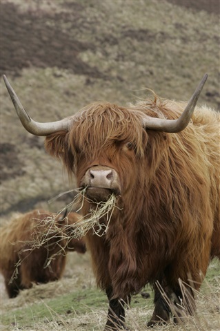  A highland cow is chewing hay while looking towards the camera. There is another one in the background.