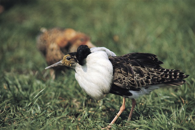 A male ruff in breeding plumage walks through a grassy field.