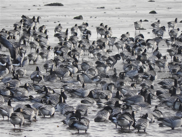 A flock of barnacle geese are gathered on a muddy shoreline.