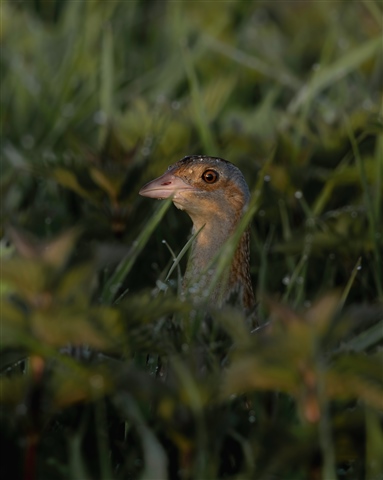 A Corncrake is poking its brown-grey head out from a patch of long grass.