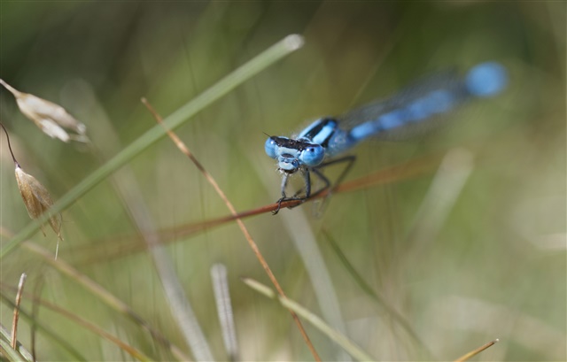 A Common Blue Damselfly is perched on a thin blade of grass.