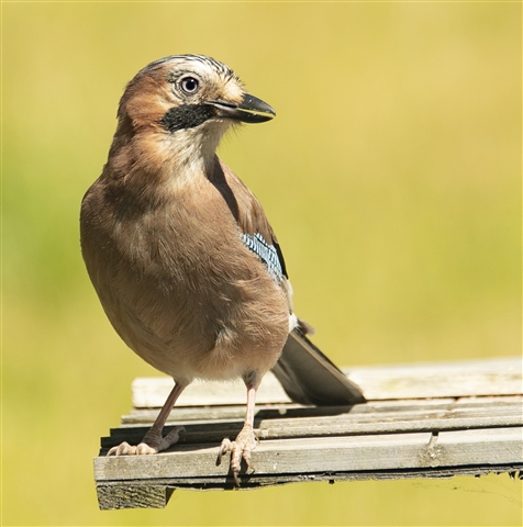 A jay is standing on a wooden board looking off to the right.
