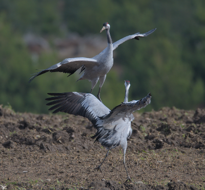 Two Cranes are leaping and spreading their wings as part of a courtship dance.