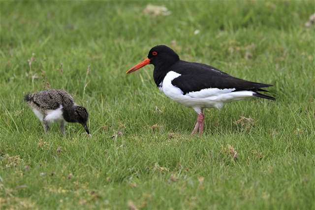 An adult oystercatcher and its chick are standing in a field of grass.