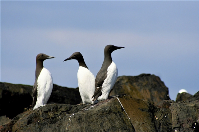 Three guillemots are standing on rocks by the sea.