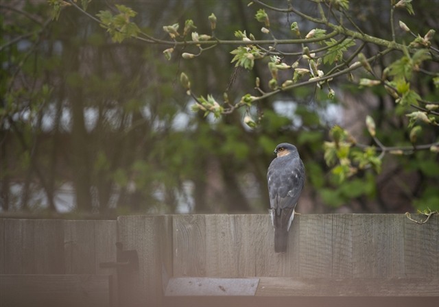 Sparrowhawk perched on garden fence