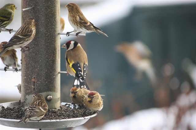 Lots of birds on a feeder