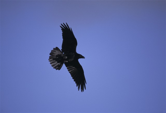 A raven glides high in the sky, viewed from beneath.