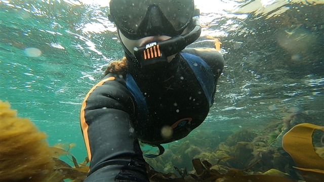 Holly diving underwater. She has goggles, a snorkel, and a wetsuit on. The water is very clear and she is surrounded by seaweed.