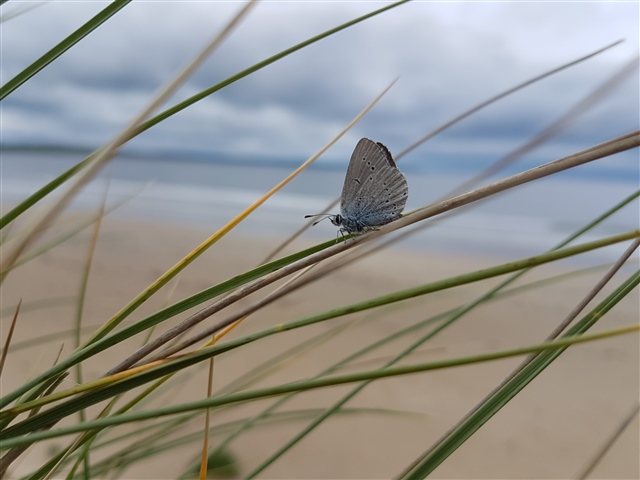 Small Blue Butterfly by James Silvey