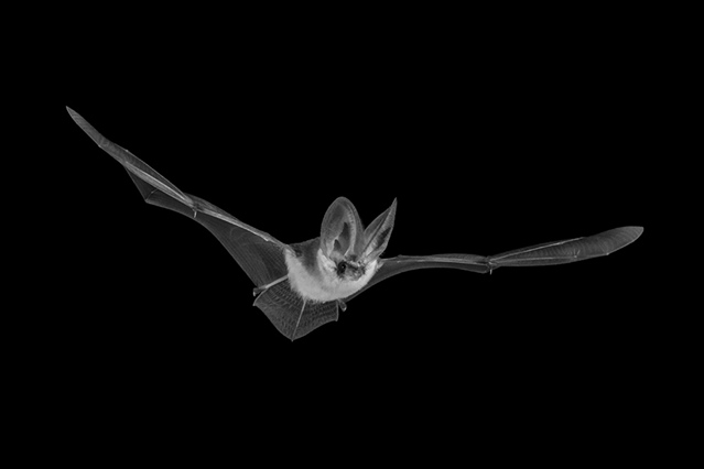 Grey long-eared bat – Neil Aldridge (Back from the Brink) 