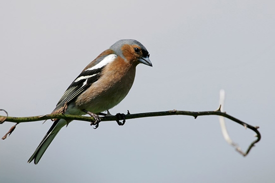 Chaffinch on differential migration