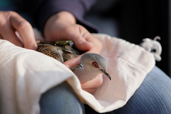 Turtle dove being satellite tagged