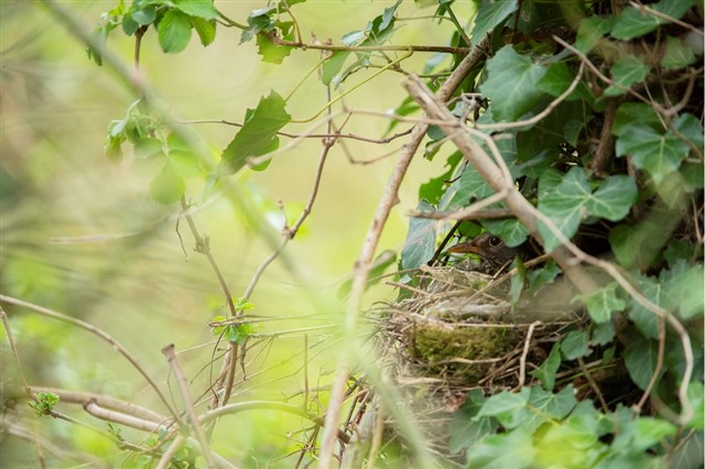 Female blackbird sat on her nest in the shelter of ivy – Ben Andrew (rspb-images.com)