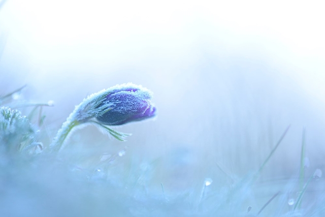 Frosty pasque flower