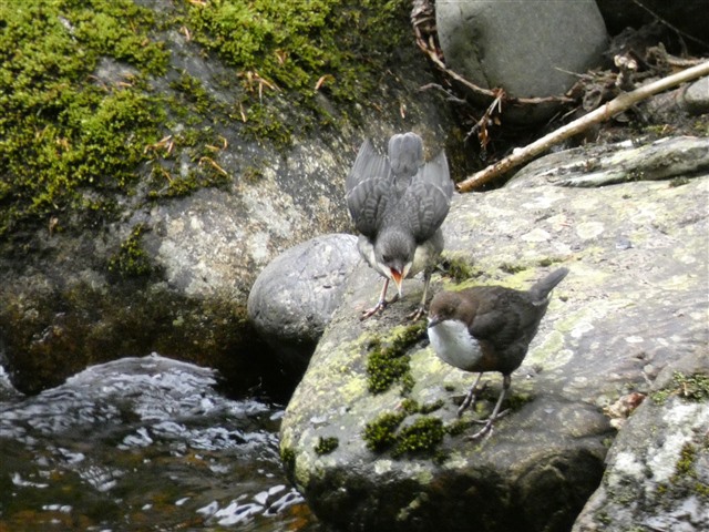 Adult dipper being hassled by juvenile (Nicole Fraser)
