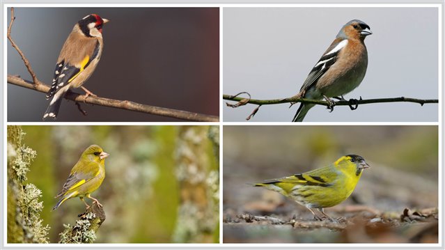 Goldfinch, chaffinch, greenfinch, siskin