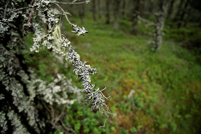 Hypogimnia sp. lichen