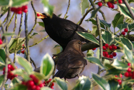 Winter blackbirds migrate
