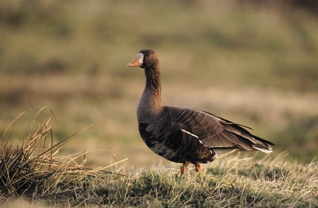 Greenland white-fronted goose - Andy Hay (rspb-images.com)