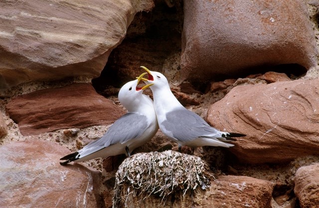 Kittiwake pair displaying on their nest - Andy Har (rspb-images.com)