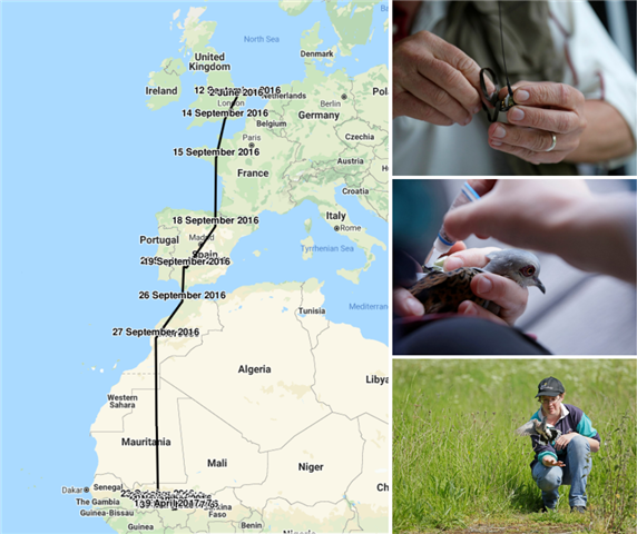 Tracking data of a tagged turtle dove as part of RSPB’s Tracking Turtle Doves study (2016) - Andy Hay (rspb-images.com) 