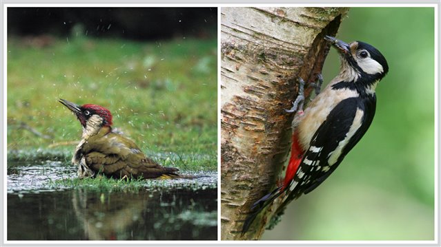 Green woodpecker, great-spotted woodpecker