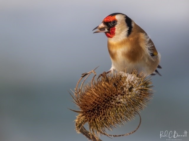 Goldfinch by Paul Bennett