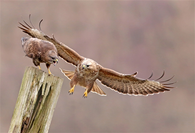 Squabbling buzzards (Photograph by Colin Harvey)