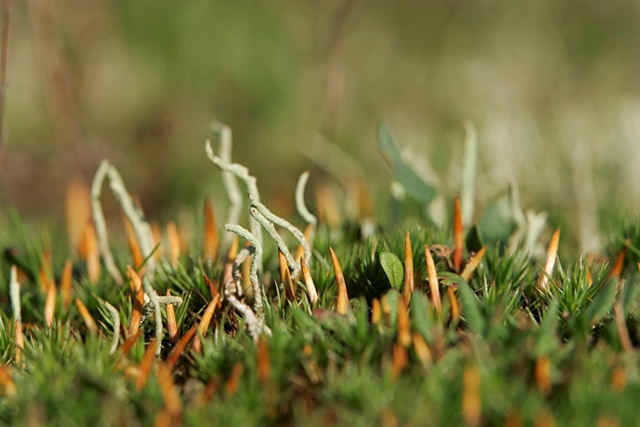 Lichen growing