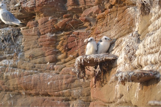Two kittiwake chicks perched on one of the artificial stainless steel ledges installed by the Coqueteers - Ibrahim Alfarwi (PhD student and Resident Warden)