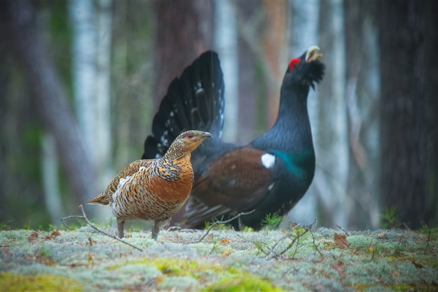 Female (foreground) and male (background) capercaillie displaying – Boris Dmetriev/Shutterstock 