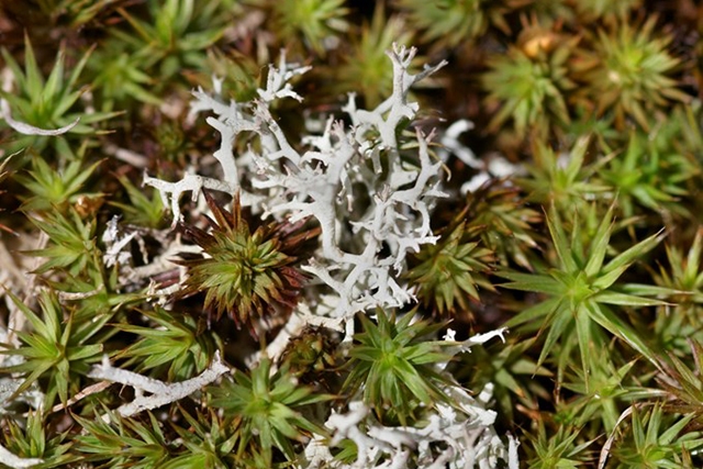 Cladonia portento lichen