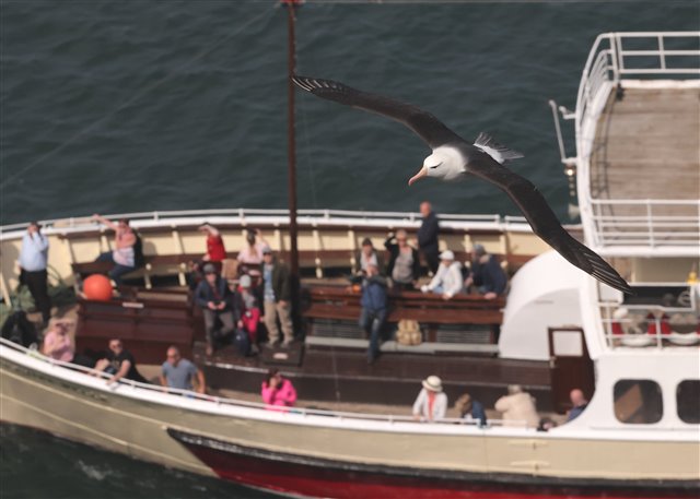 Black-browed albatross gliding over passing boat - Paul Palmer