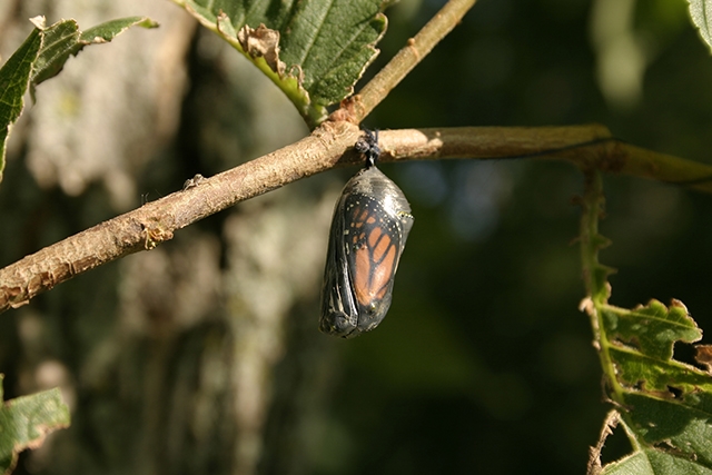 Monarch butterfly chrysalis