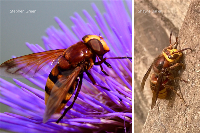 Spot the difference: Horney hoverfly (photo by Stephen Green) vs hornet (photor by Shayne Baker)