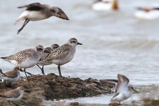 Grey plovers on the shoreline