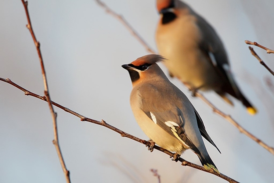 Waxwings on irruptive migration