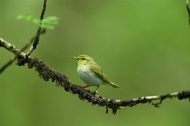 Wood warbler perched on a branch – Andy Hay (rspb-images.com) 
