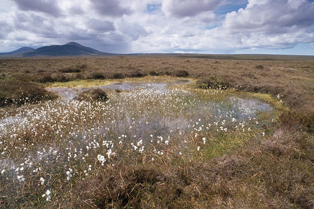 Peatland bog at RSPB Forsinard Flows