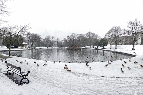 Ducks and geese on a city pond in winter