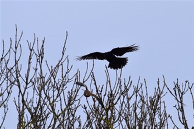 Kestrel and crow