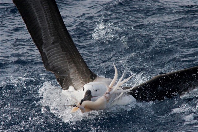 Juvenile black-browed albatross caught on a baited longline hook, off the coast of Brazil. The bird was released by Albatross Task Force instructor Fabiano Peppes – Fabiano Peppes (rspb-images.com)