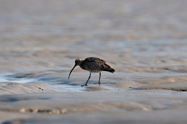 Curlew searching for food