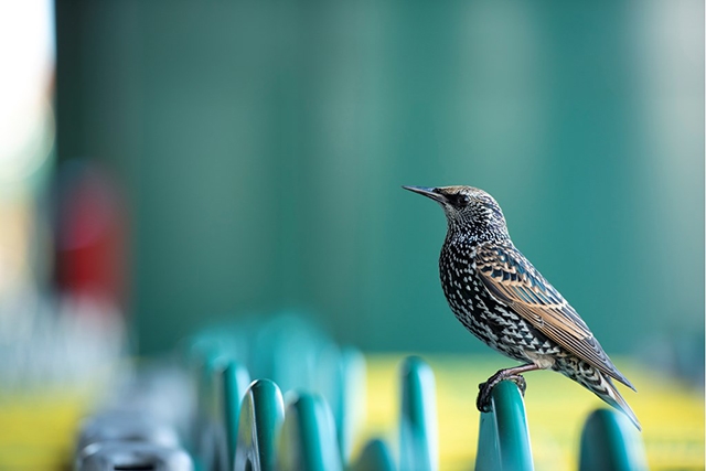 Starlings are in decline