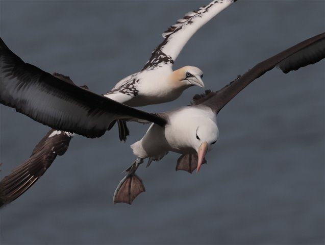Black-browed albatross and gannet photographed by supporter Paul Palmer