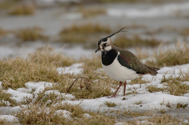 Lapwing in winter