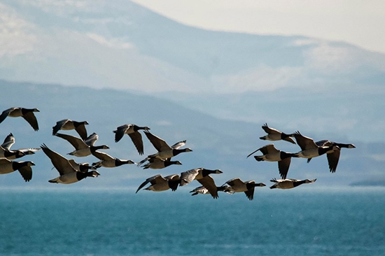 Brent geese flying the migration corridor