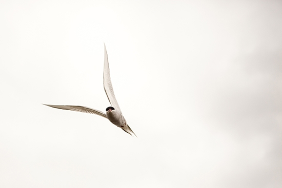 Arctic tern flying long distance